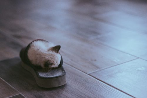 Cat on the floor