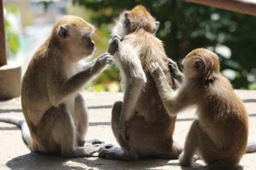 monkeys Itching
